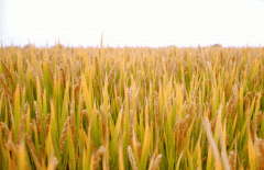 稻谷飘香迎丰年|亿万先生生产基地奏响丰收乐章