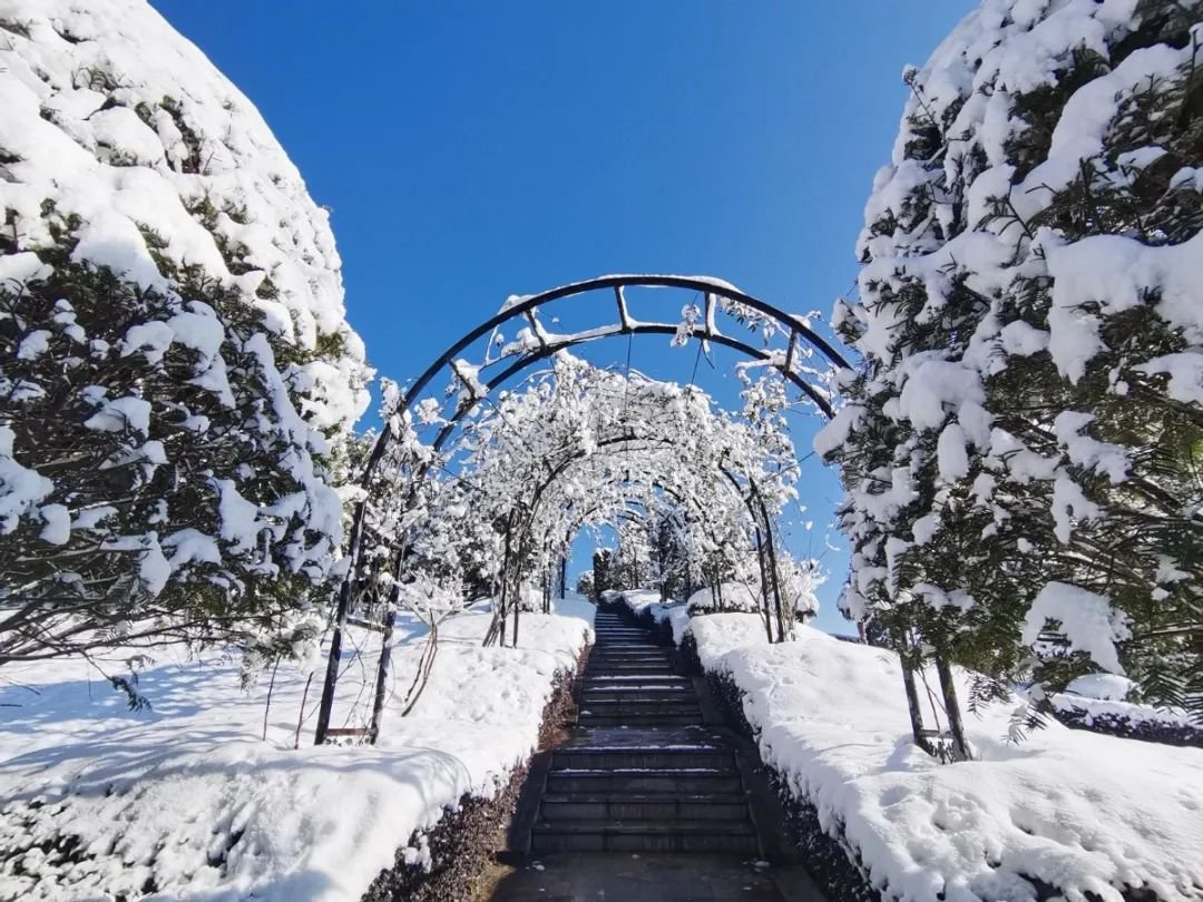 雪落玉龙，三冬含暖。