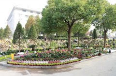 以树为碑：生命的另一种生长